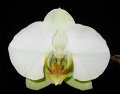 Phal. Marenda McCall 'Angel Orchids'